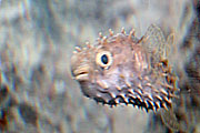 Kurzstachelfisch (Foto: Martin Schmitz)